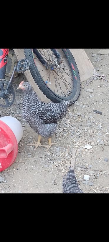 kənd heyvanları: Toyuq cücələri, Damazlıq — 2