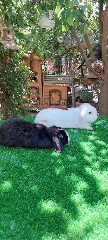 ev quş: Angora tipli dekorativ dovşanlar - Uzun, yumşaq və tüklü yun örtüyü — 8