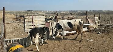 inek satislari: Satılır: inək və buzovlar salam hər vaxtı xeyir olsun bu şəkildə — 8