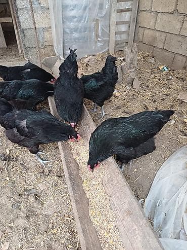 Inəklər, öküzlər: Avstrolop toyugun mayali yumurtasi satilir Təsvir: - Şəkillərdə qara — 2