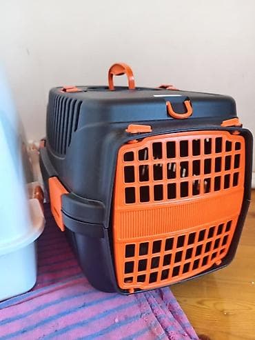 pişiy adlari: Ağ rəngli, uzun tüklü pişik – yumşaq, ipək kimi xəz, mavi gözlər və — 10