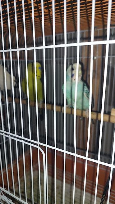korella satışı: Altı balalı yumurtalı hazır cüt olan quşlardı hamısı satılır bir — 7