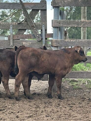 at və eşşəyin cütləşməsi: Məhsul: Qara və tünd qəhvəyi rəngli buzovlar (ətlik tip) Təsvir: - — 14