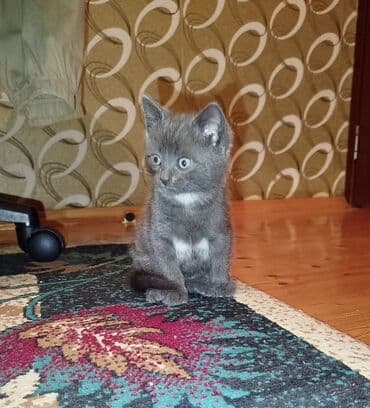 lalafo pişik satışı: Britan, Erkək, Yaxşı əllərə — 4