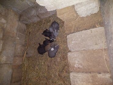 qurdbasar balaları: Satılır: dovşan balaları - Rənglər: qara, boz, ağ-qara və açıq — 1