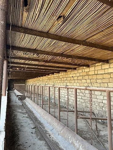 suraxanıda torpaq satılır: Kənd təsərrüfatı — 8