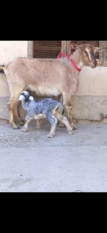 bala keci: Satılır: Ana keçi balası ilə - Növ: Yerli keçi - Komplekt: Ana keçi + — 2