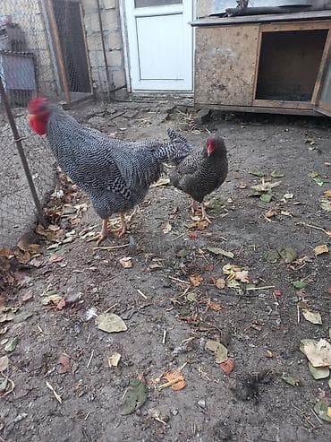 Inəklər, öküzlər: Toyuq, Damazlıq, Ödənişli çatdırılma — 2