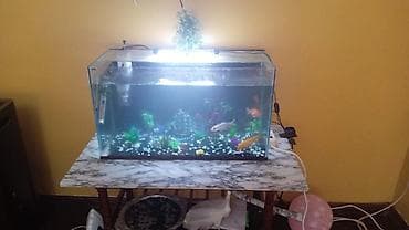mermer baligi: LED işıqlı tam akvarium dəsti - Şəffaf şüşə akvarium, yuxarı qapaqlı — 6
