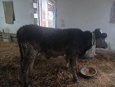 dana heyvan: Diși göbəkli 7ayLlq disi danadlr. dananln anaslvə anaslnln anaslda — 9