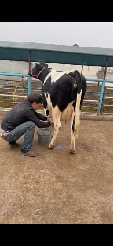 Südlük inək – Holşteyn (qara-ağ) Xüsusiyyətlər: - Cins: Holşteyn