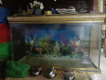 akvariumlar: Salam. Akvarium satılır. Uzunluğu 1 metr, hund. 0.70 — 8