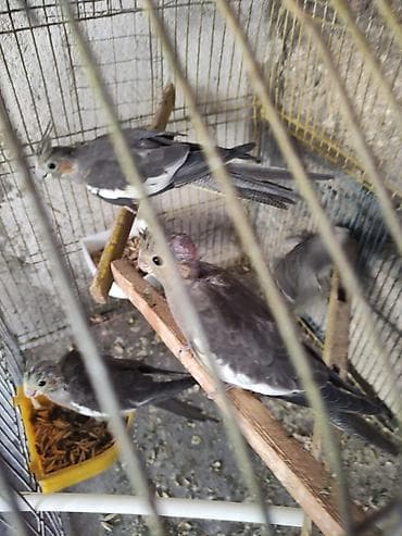 qus sesleri: Nimfa (cockatiel) papağanları – boz-çəhrayı rəng çalarları, yanaqlarda — 2