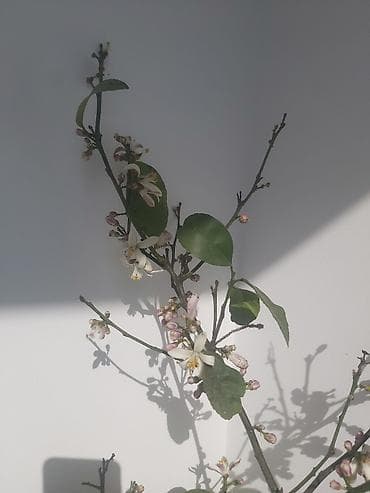 tuya agaci: Limon ağacı. Bar verəndir — 6
