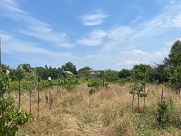 mida satis: 12 sot, Tikinti, Maklerlər narahat etməsin, Kupça (Çıxarış) — 2
