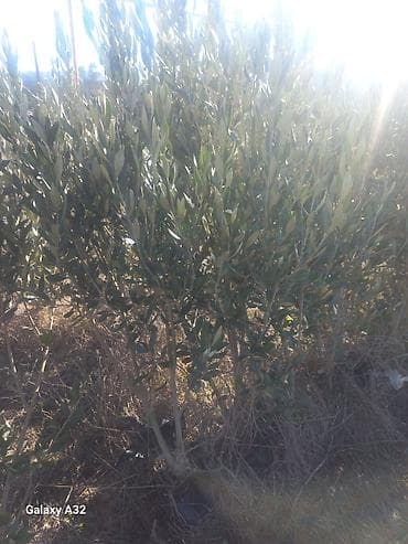 Zeytun ağacı tingləri - Növ: zeytun (Olea europaea) - İstifadə: meyvə — 2