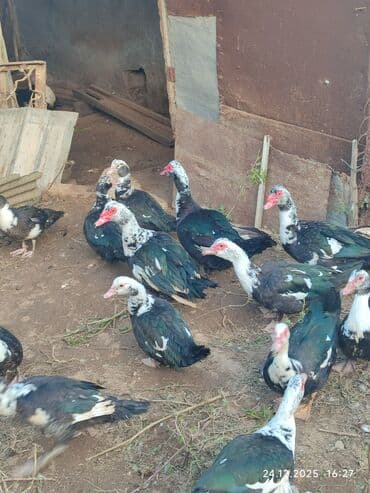 Eşşəklər: Dişi, | Lal ördək, Ətlik — 7