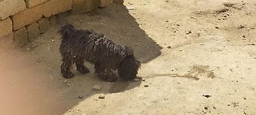 dişi: Pudel, 1 il — 5