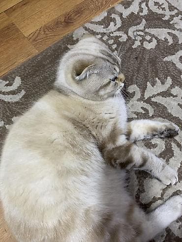 Pişiklər: Şotland yastı qulaq — 3