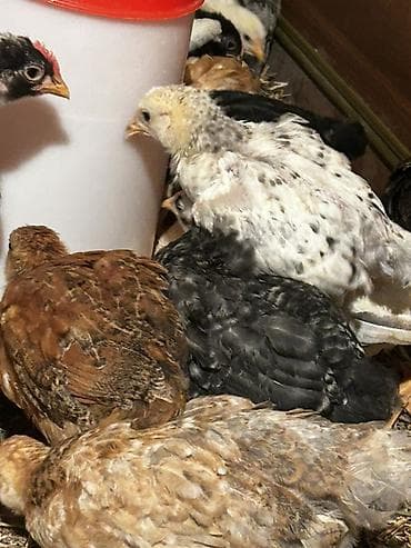 Gəmiricilər: Toyuq cücələri, Ətlik, Ödənişli çatdırılma, Ünvandan götürmə — 2