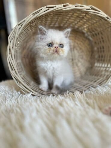 şotlan pişik: Şotland yastı qulaq, Erkək, Dişi, Yaxşı əllərə, Ünvandan götürmə, Pulsuz çatdırılma, Ödənişli çatdırılma — 185