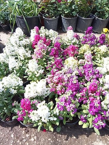 Rəngbərəng qızılgül-ətirli matthiola (levkoy) saksı gülləri - Növlər