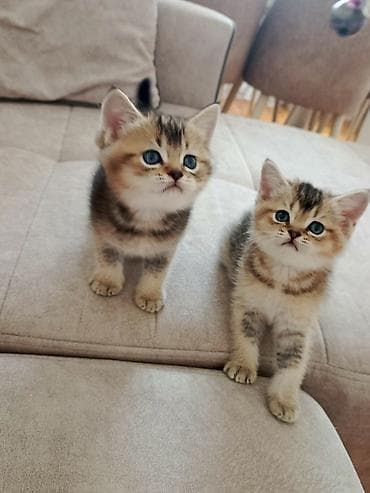 qəhvəyi pişik: Qızıl şinşilla — 1