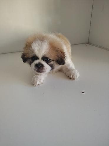 Pekines, 2 ay, Erkek, Peyvəndli, Ödənişli çatdırılma