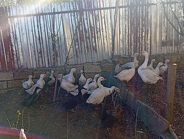 gozel pisik sekilleri: Erkək, Damazlıq, Ödənişli çatdırılma — 4