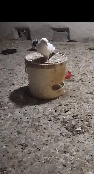 Heyvanlar: Ebres qugrup mayadı nezık uzun mayadı hazır kankıret adamlar narahat — 3