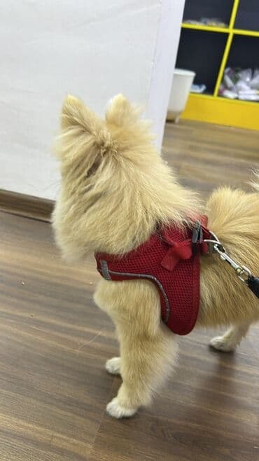 купить хаски щенка: Шпиц, 6 месяцев, Самец, С прививками — 2