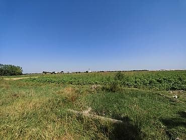 сад: 300 соток, Для сельского хозяйства, Собственник, Купчая — 3