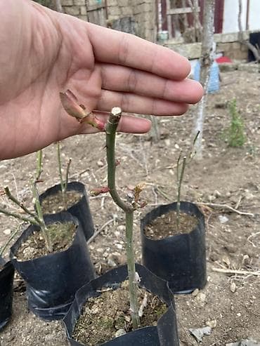 qizil gul toxumu: Dırmaşan qızılgül fidanları – tünd qırmızı/çəhrayı çoxçiçəkli sort — 3