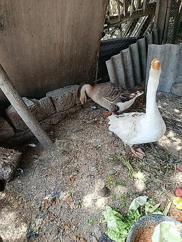 Qaz və ördək – damazlıq cütlük - Növ: Qaz (2 ədəd, biri ağ-boz