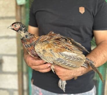 itlerin pulsuz verilmesi: Qafqaz qırqovulu, həm Qafqaz, həm də Qırqovulu növlərinin — 8