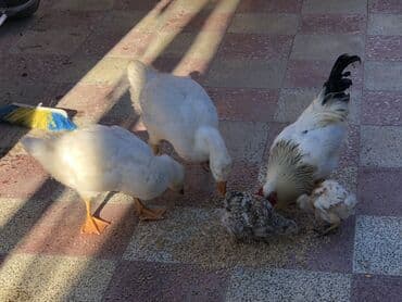 Digər kənd təsərrüfatı heyvanları: Toyuq, Yumurtalıq — 1