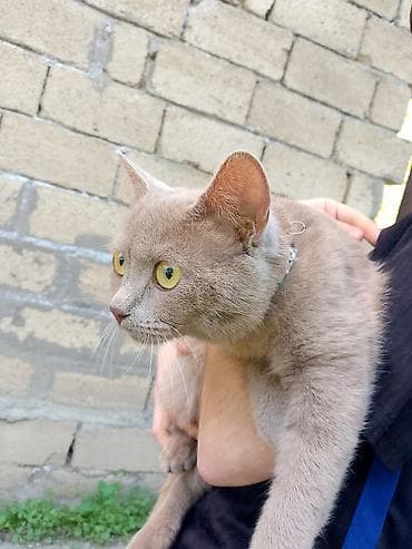 heyvanlara verilən xüsusi adlar: Ev pişiyi – krem rəngli, qısa tüklü - Rəng: açıq krem/qəhvəyi ton - — 2