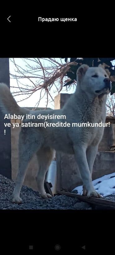 itlər satışı: Alabay, 1 il, Dişi, Peyvəndli, Ünvandan götürmə — 1