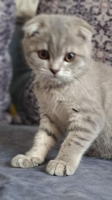 bala haski: Şotland yastı qulaq, Dişi — 10