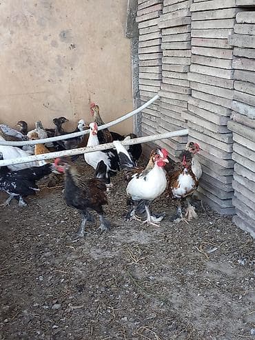 bantam: Yaponka cücələr 2 ay 20 günlük Dekorativ toyuqlar – müxtəlif rəng və — 3