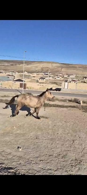 Satılır: boz-alaca rəngli gənc at - Cins: yerli tip (foto üzrə