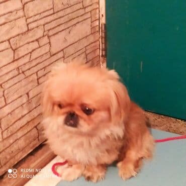 it almaq isteyirem: 11 ay, Erkek, Ödənişli çatdırılma — 9