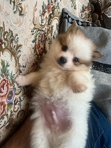 bala pitbul: Şpitz — 3