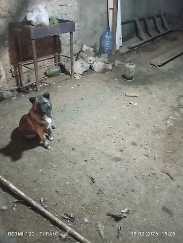 iran coban iti: 3aylig Dişi Tam saglam — 3