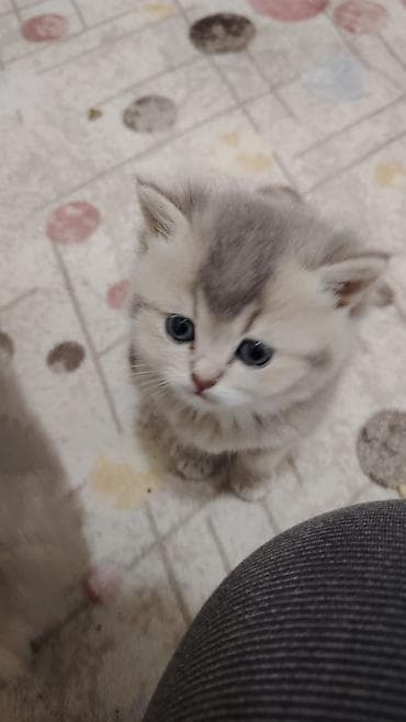 Britan, Erkək, Dişi, Yaxşı əllərə, Ünvandan götürmə, Rayonlara çatdırılma, Pulsuz çatdırılma