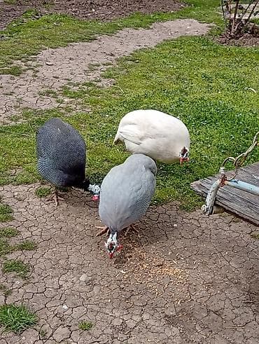 koyun: Salam,1erkəy 2disi toyuqlar,Sət-tovuq (Qvineya quşu) – 3 baş - Növ — 4