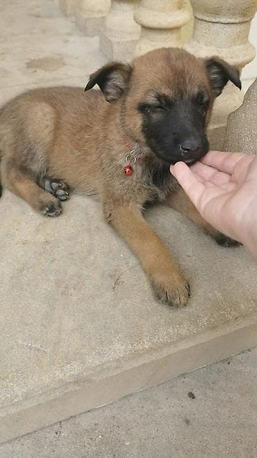 xaski balasi satilir: Belçika çoban iti, 1 ay, Dişi, Peyvəndli, Pulsuz çatdırılma — 3