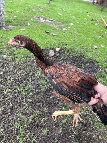 ineklerin satisi: Toyuq cücələri, Damazlıq — 6