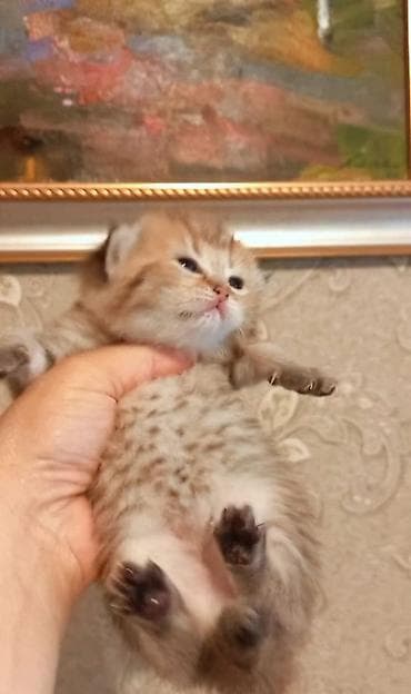 Qızıl şinşilla, Erkək