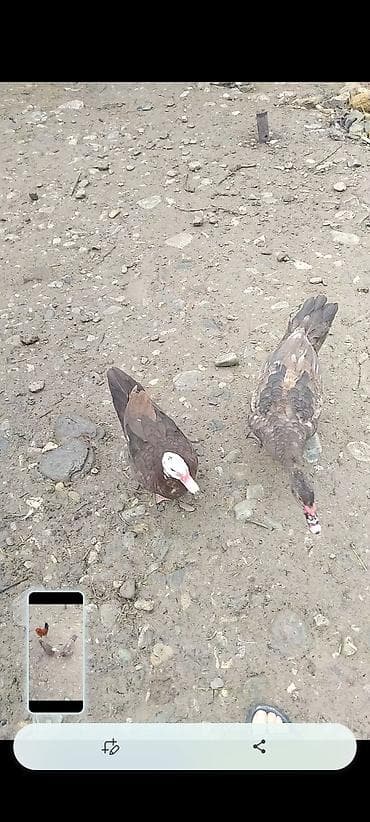 Gəmiricilər: Muscovy ördəkləri (iki baş) - Növ: Muscovy (hindi ördəyi kimi də — 1